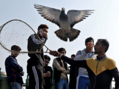 Ancient Mughal tradition of pigeon-rearing thrives in India’s capital