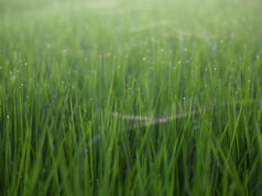 Iran war fertilizer squeeze could spell trouble for next year’s grain harvests