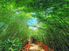 DA seeks up to $500M for bamboo industry dev’t