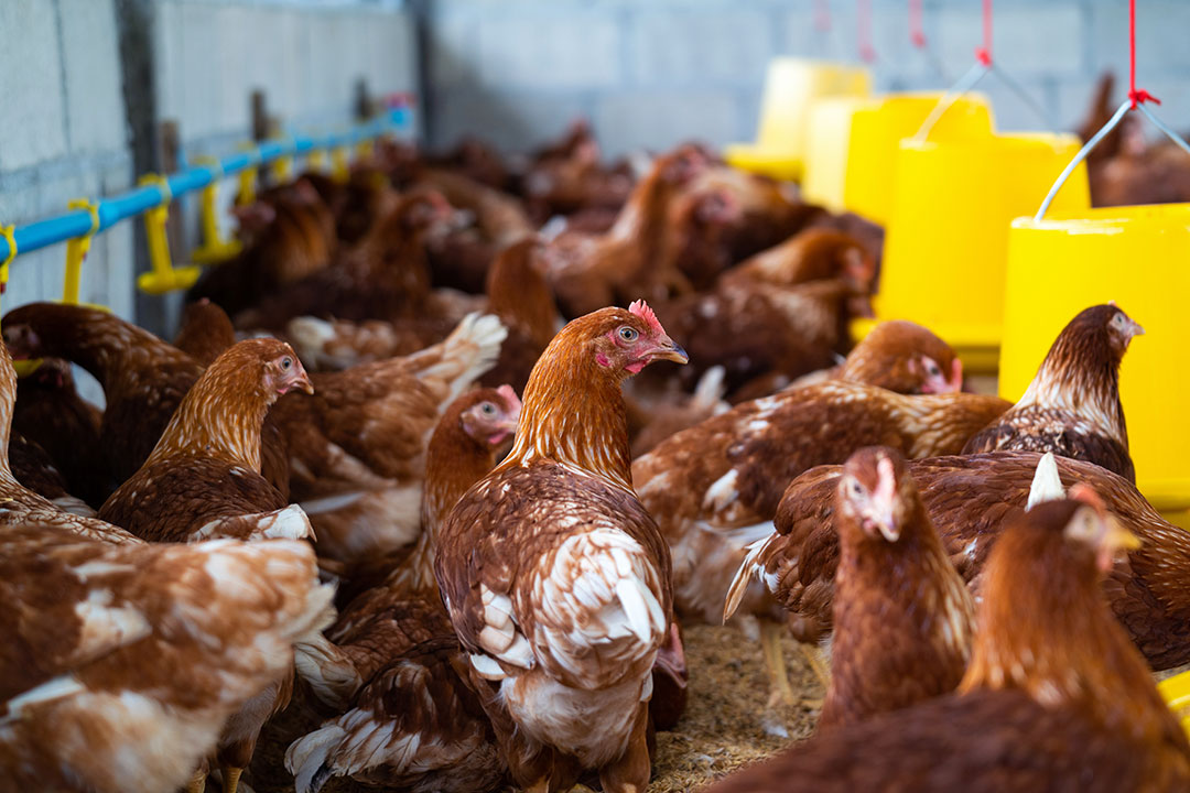 Ban on poultry imports from US state of Illinois reimposed