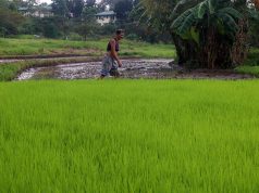 Agricultural output likely shrank in Q1