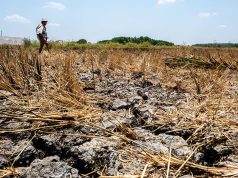 El Niño, rising costs to weigh on rice production