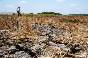 El Niño, rising costs to weigh on rice production