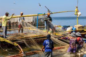 Farm output shrinks by 0.3% in Q1