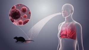 A contained hantavirus outbreak, and lessons for the world