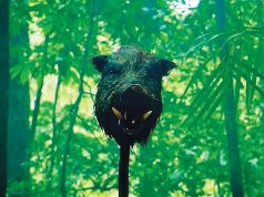 Pig hunt