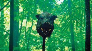 Pig hunt